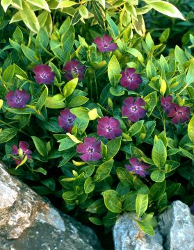 Pikkutalvio mix 6 kpl