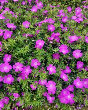 Verikurjenpolvi Max Frei 3 kpl