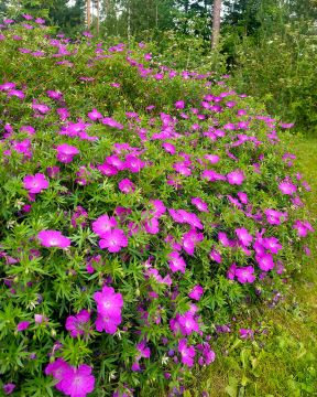 Verikurjenpolvi Max Frei 3 kpl