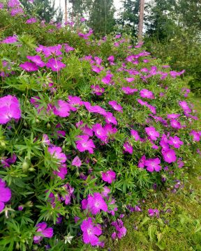 Verikurjenpolvi Max Frei 3 kpl