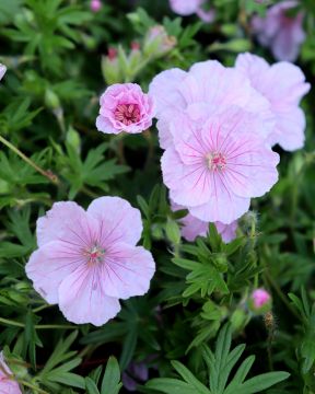 Neidonkurjenpolvi 3 kpl