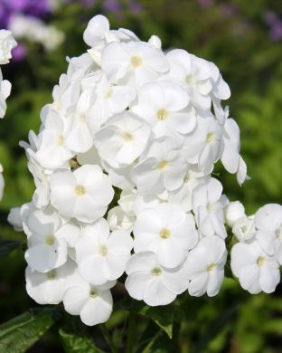 Syysleimu duetto 6 kpl