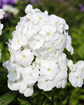 Syysleimu duetto 6 kpl