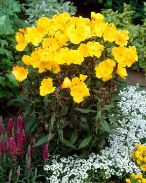 Kultahelokki Fyrverkeri 3 kpl