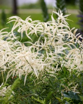 Hapsutöyhtöangervo 3 kpl