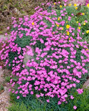 Vuorineilikka Pink Jewel 3 kpl