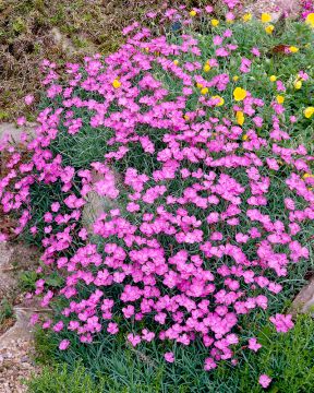 Vuorineilikka Pink Jewel 3 kpl