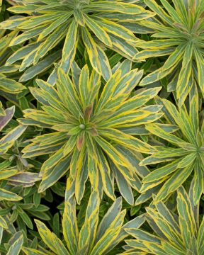 Tyräkki Ascot Rainbow 3 kpl