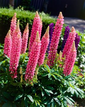 Kirjolupiini Gallery Pink 6 kpl