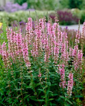 Pohjanrantakukka Blush 3 kpl