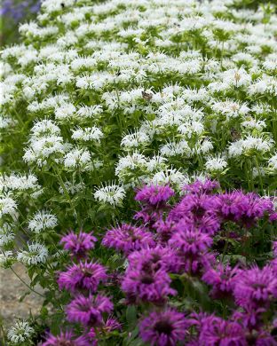 Tarhaväriminttu mix 6 kpl