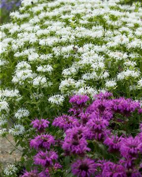 Tarhaväriminttu mix 6 kpl