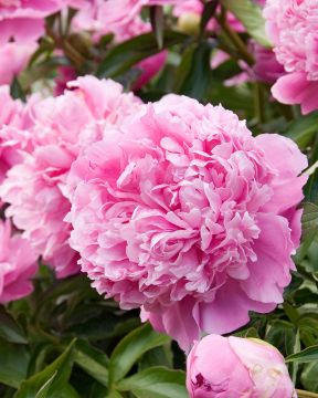 Kiinanpioni Monsieur Jules Elie