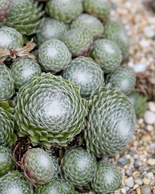 Seittimehitähti 3 kpl