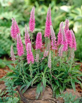 Tähkätädyke Rosa Zwerg 3 kpl