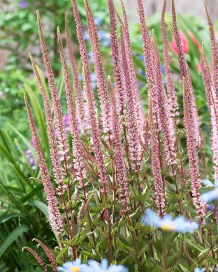 Virginiantädykkö Erica