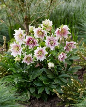 Jouluruusu Double Pink