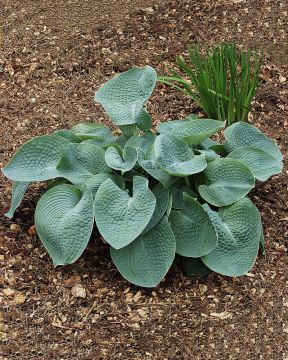 Kuunlilja Abiqua Drinking Gourd