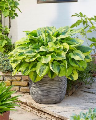 Kuunlilja Summer Lovin 