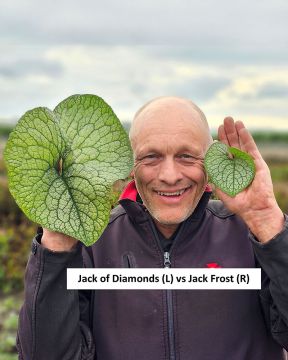 Rotkolemmikki Jack of Diamonds