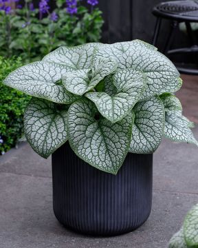 Rotkolemmikki Jack of Diamonds