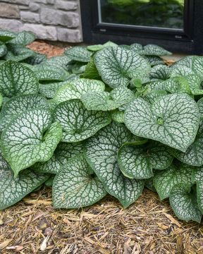 Rotkolemmikki Jack of Diamonds