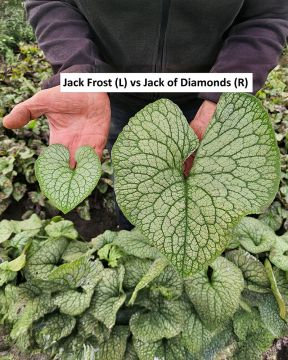 Rotkolemmikki Jack of Diamonds