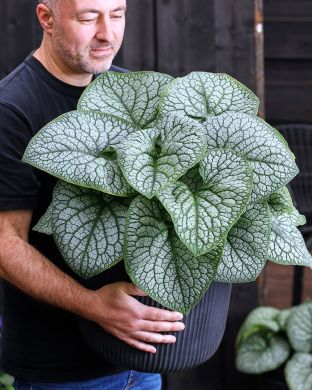 Rotkolemmikki Jack of Diamonds