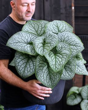 Rotkolemmikki Jack of Diamonds