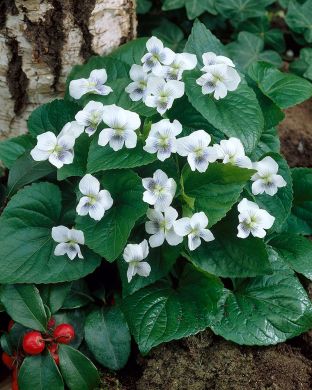 Perhosorvokki Albiflora 3 kpl