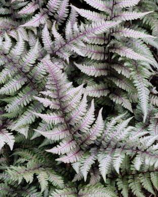 Japaninhiirenporras Metallicum 3 kpl