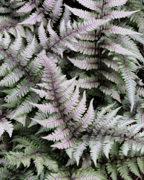 Japaninhiirenporras Metallicum 3 kpl