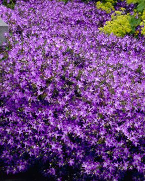 Tähtikello Blauranke 3 kpl