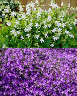 Tähtikello mix 6 kpl