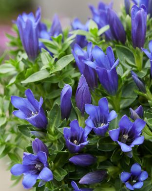 Katkero Shine Blue Ashiro