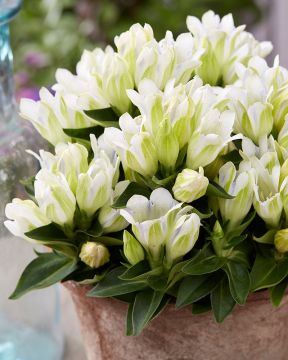 Katkero Crystal Ashiro