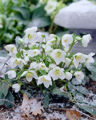 Vaaleajouluruusu 3 kpl