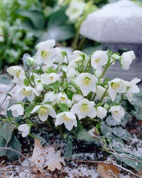 Vaaleajouluruusu 3 kpl