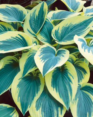 Kuunlilja First Frost 3 kpl