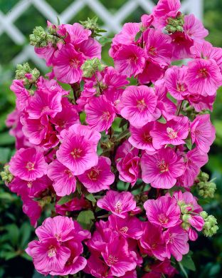 Pensasmalvikki Burgundy Wine 3 kpl