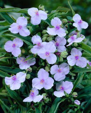 Tarhajuoru Angel Eyes 3 kpl