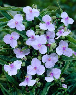 Tarhajuoru Angel Eyes 3 kpl