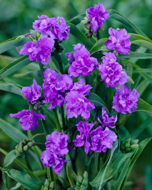 Tarhajuoru Mac's Double 3 kpl