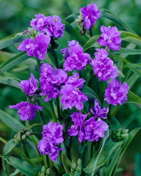 Tarhajuoru Mac's Double 3 kpl