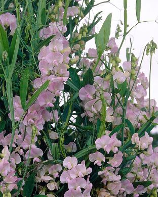 Ruusunätkelmä Pink Pearl 3 kpl