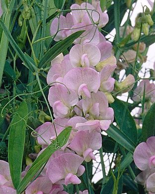 Ruusunätkelmä Pink Pearl 3 kpl