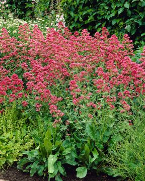 Punavirma Coccineus 3 kpl