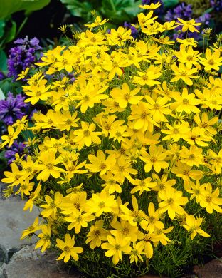 Syyskaunosilmä Zagreb 3 kpl