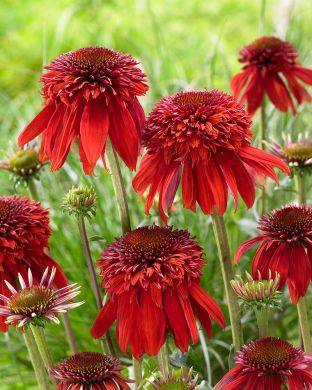 Tarhapunahattu Eccentric 3 kpl