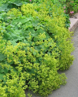 Jättipoimulehti 6 kpl